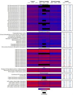 The cellular response to ocean warming in Emiliania huxleyi